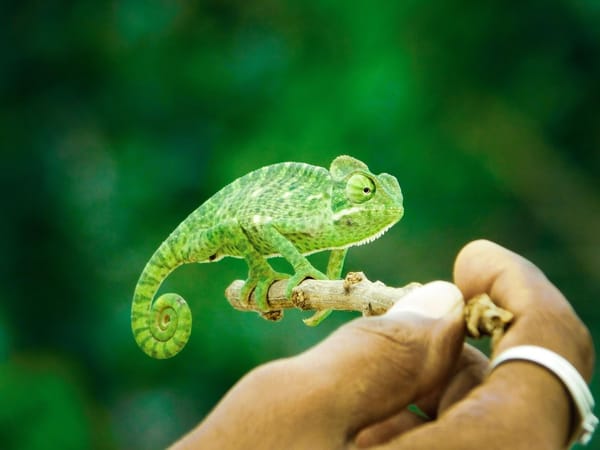 Adapt to anything: How to be a product chameleon